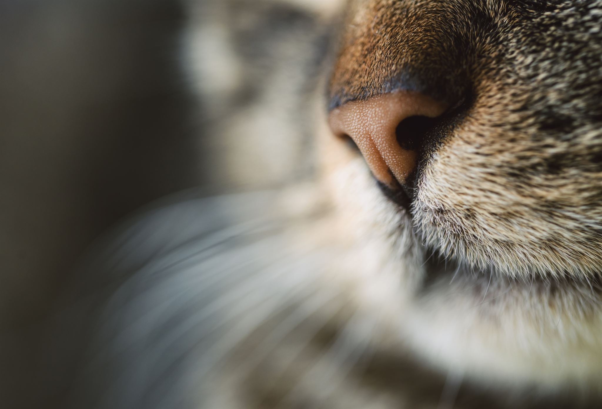 Close-up of a tabby cat's face
